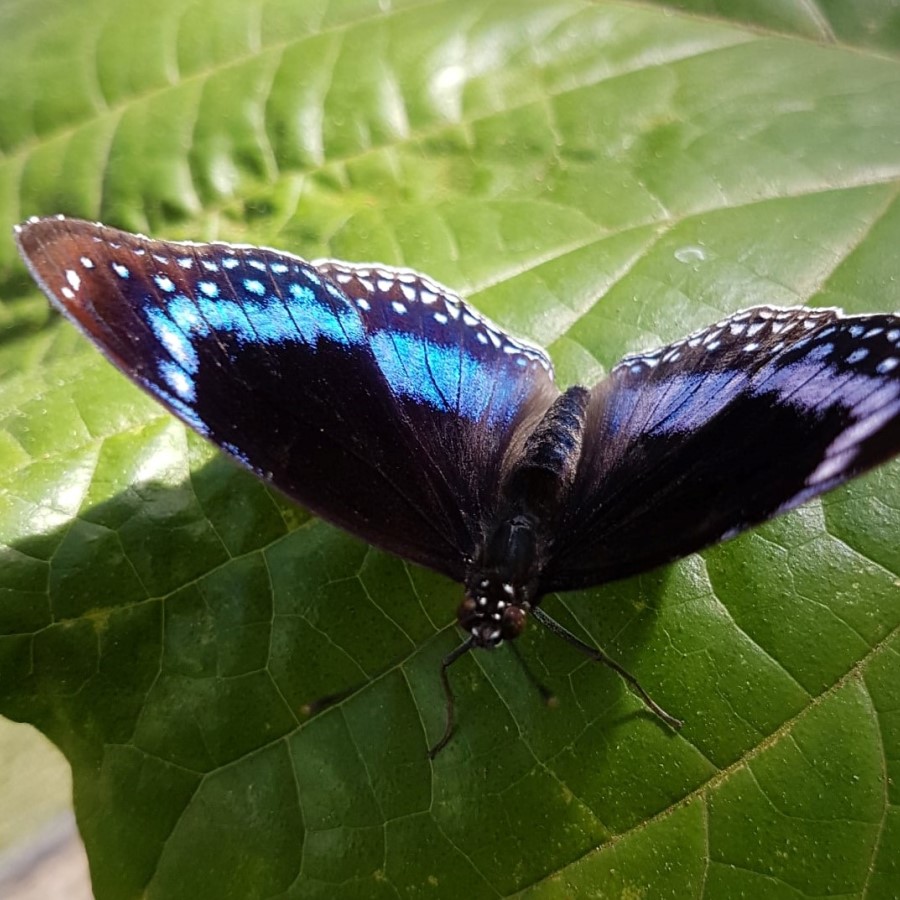 Australian Butterfly in Kuranda