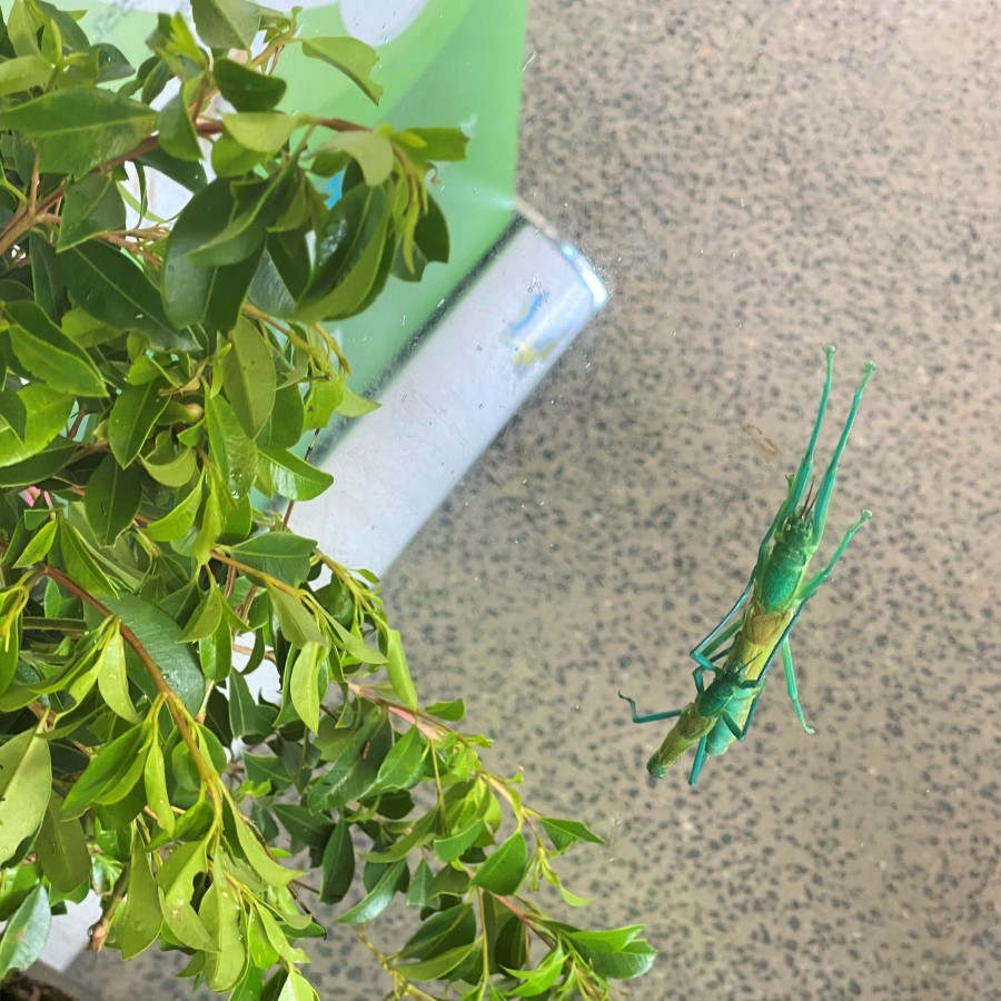 Peppermint stick insects at Kuranda Visitor Information Centre Kuranda