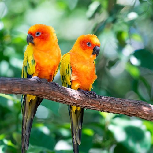 Birdworld Kuranda Village in the Rainforest Open Daily